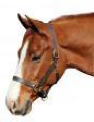 Henri de Rivel Advantage Leather Halter